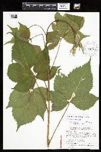 Rubus recurvans image