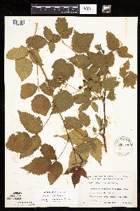 Rubus recurvans image