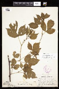 Rubus recurvans image