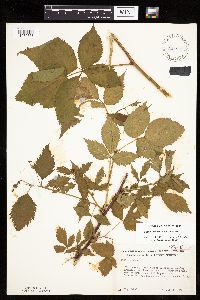Rubus recurvans image