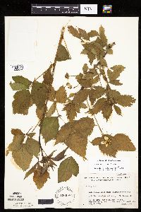 Rubus recurvans image