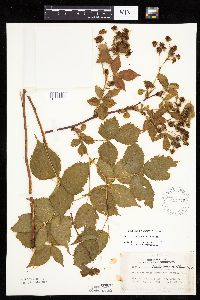 Rubus recurvans image