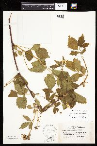 Rubus recurvans image