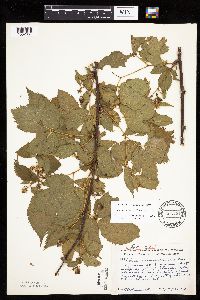 Rubus recurvans image