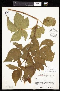 Rubus recurvans image