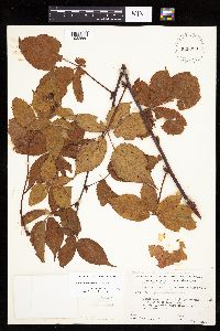 Rubus recurvans image