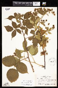 Rubus recurvans image