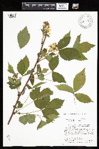 Rubus recurvans image