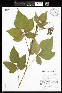 Rubus recurvans image
