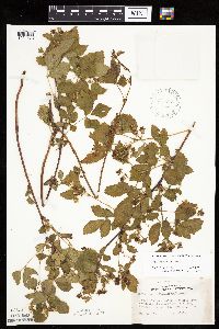 Rubus recurvans image