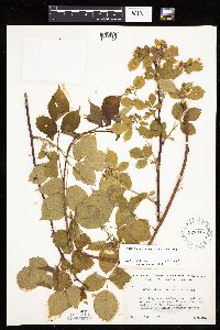 Media resource of Rubus frondosus