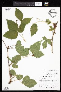 Rubus recurvans image