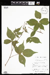 Rubus recurvans image