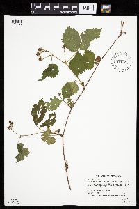 Rubus recurvans image