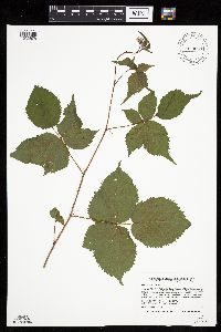 Rubus recurvans image
