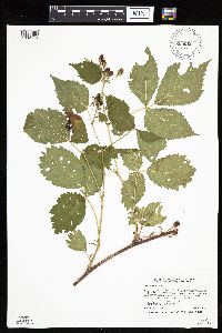 Rubus recurvans image