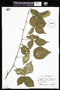 Rubus recurvans image