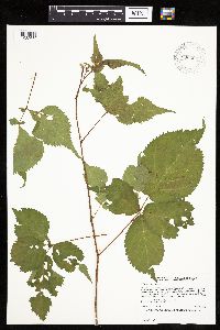 Rubus recurvans image