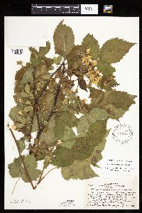 Rubus recurvans image