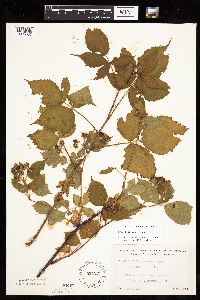 Rubus recurvans image