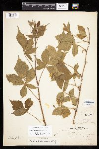 Rubus recurvans image