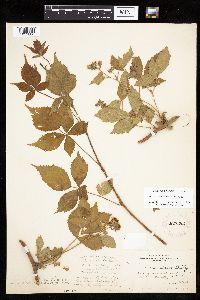 Rubus recurvans image