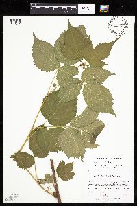 Rubus recurvans image