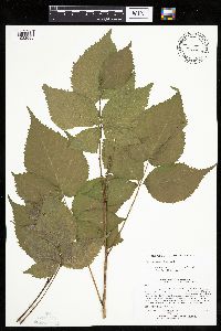 Rubus recurvans image