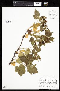 Rubus recurvans image
