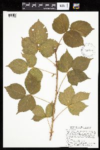 Rubus recurvans image