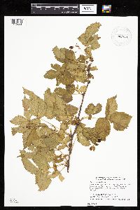 Rubus recurvans image