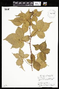 Rubus recurvans image