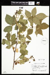 Rubus recurvans image