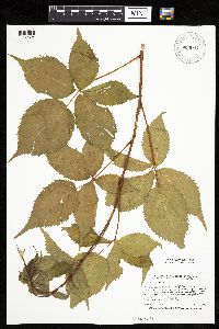 Rubus recurvans image