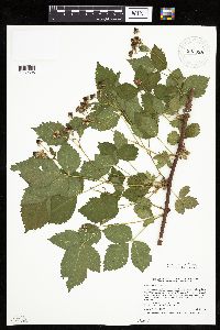 Rubus recurvans image