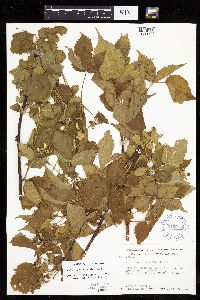 Rubus recurvans image