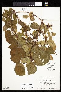 Rubus recurvans image