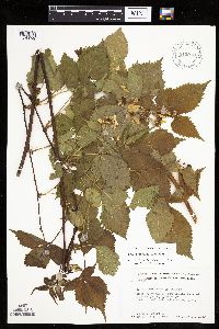 Rubus recurvans image