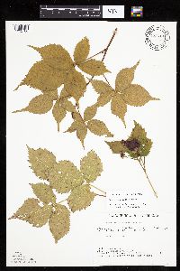 Media resource of Rubus recurvans