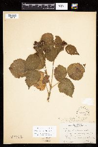 Rubus recurvans image