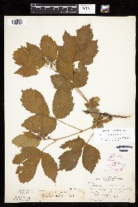 Rubus recurvans image