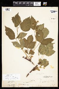Rubus recurvans image