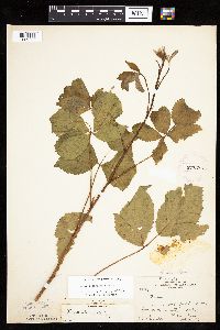 Rubus recurvans image