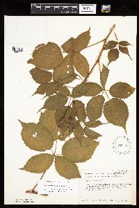 Rubus recurvans image