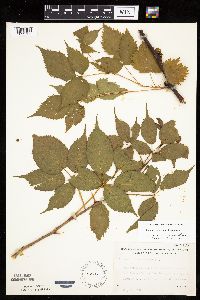 Rubus recurvans image