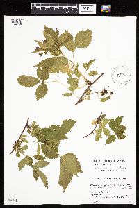 Rubus recurvans image