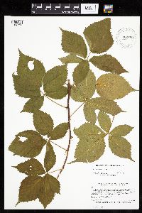 Rubus recurvans image
