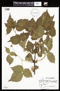 Rubus recurvans image
