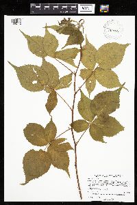Rubus recurvans image