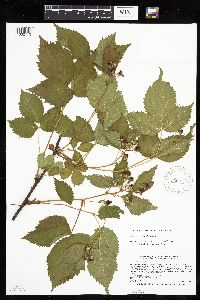 Rubus recurvans image
